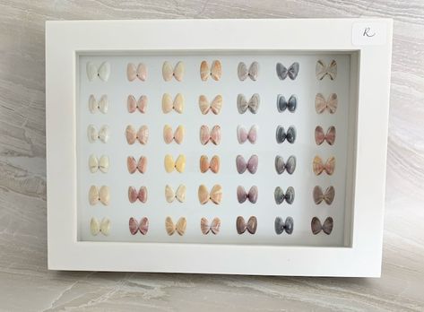 Coquina Seashells in a Shadow Box Home Decor - Etsy Sanibel Island Shells, Seashell Display, Shell Display, Crafty Decor, Diy Shadow Box, Shells Diy, Shell Decorations, Printers Tray, Shell Crafts Diy