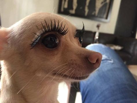 Chihuahua lashes Psy Chihuahua, Cute Animal Memes, Söt Katt, Funny Animal Photos, Funny Dog Pictures, Funny Animal Jokes, 웃긴 사진, Funny Animal Memes, Animal Jokes