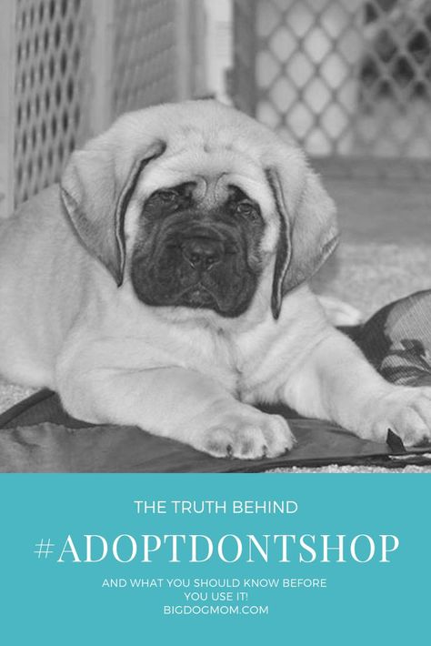 Whether humorous, thought-provoking, or edgy, hashtags help us to express ourselves through our content. If you are a dog lover, here is what you should know before you use #AdoptDontShop. #BigDogMom #AdoptOrShop #DogLoversUnite Adopt Dont Shop / Adopt Dont Breed / Adopt Dont Buy / Dog Breeder / Puppy Mills www.bigdogmom.com Shelter Dogs Adoption, Adopt Dont Shop, Breeding Dogs, Adopt A Puppy, Puppy Socialization, I Love To Run, Giant Breeds, Purebred Dogs, Puppy Mills