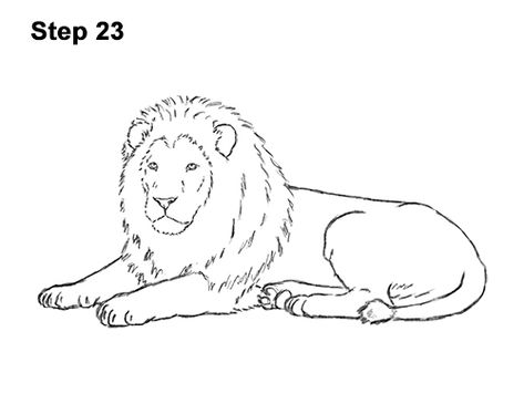 Draw a Lion Lying Down 23 Lion Drawing Simple, Draw A Lion, Lion Ears, Lion Sketch, Lion Drawing, Lion Painting, Body Sketches, Popular Cartoons, Lion Mane