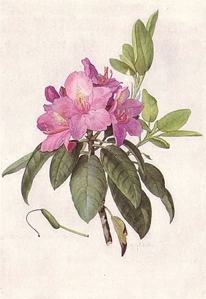 National Geographic Magazine/Volume 31/Number 6/Our State Flowers/List of Illustrations - Mountain American Rhododendron - Rhododendron maximum - state flower of West Virginia Dnd Ingredients, Rhododendron Maximum, Flowers List, 31 Number, State Flowers, List Of Flowers, 1910s Fashion, National Geographic Magazine, Vintage Botanical Prints