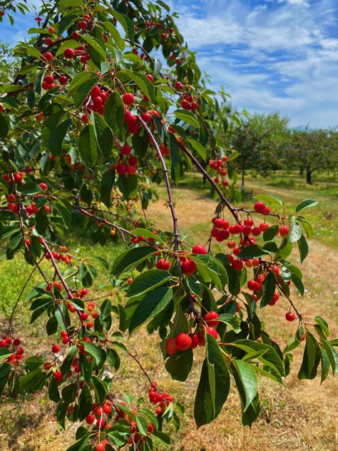 Cherry Picking Aesthetic, Tom Lake, Wisconsin Aesthetic, Farm Tattoo, Wisconsin Summer, Cherry Farm, Orchard Garden, Cherry Orchard, Cherry Picking