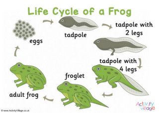 Frog Life Cycle Printable, Frog Spawn, Frog Life Cycle Activities, Life Cycle Of A Frog, Cycle Poster, Frog Activities, Frog Life Cycle, Cycle Photo, Life Cycle Craft