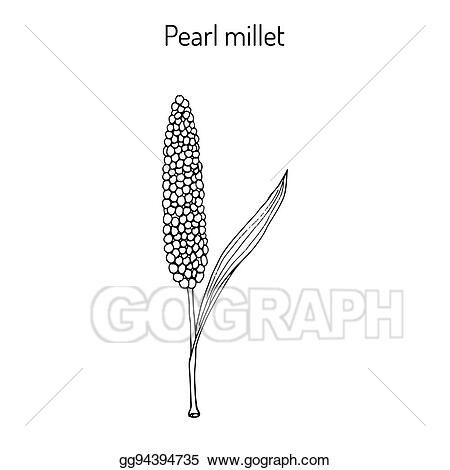 Clip Art Vector - Pearl millet pennisetum glaucum, cereal crop. Stock EPS gg94394735 - GoGraph Millet Illustration, Millet Plant, Grass Drawing, Pearl Millet, Ornamental Vector, Jaguar Animal, Crop Pictures, Harvest Recipes, Food Stickers