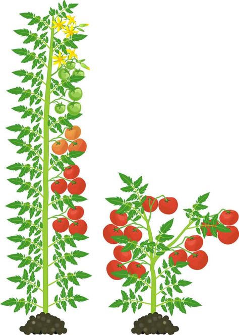 Tiny Tomatoes: 31 Cherry & Grape Tomato Varieties to Grow This Year Growing Cherry Tomatoes, Watering Tomatoes, Tomato Pruning, Determinate Tomatoes, Growing Tomato Plants, Tomato Seedlings, Growing Tomatoes In Containers, Starting Seeds Indoors, Plants Green