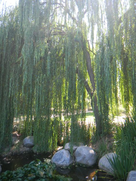 Weeping Willow Pond Garden, Willow Trees, Blowing In The Wind, Weeping Willow, Powerpoint Presentation Design, Gcse Art, Willow Tree, Just Leave, Dream Garden