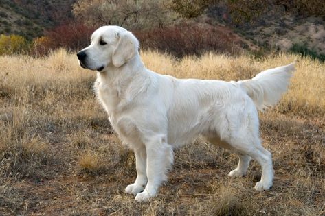 English Cream Golden Retriever Puppies | Tula’s Great Advanture | Wood River Goldens English Retriever, Golden Retriever Photography, English Cream Golden Retriever, Cream Golden Retriever, English Golden Retrievers, Chien Golden Retriever, English Cream, Wood River, Golden Retriever Puppy