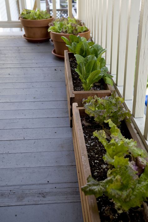 Apartment Balcony Garden, Growing Lettuce, Starting A Garden, Plant Seeds, Porch Garden, Small Space Gardening, Deck Garden, Apartment Garden, The Porch