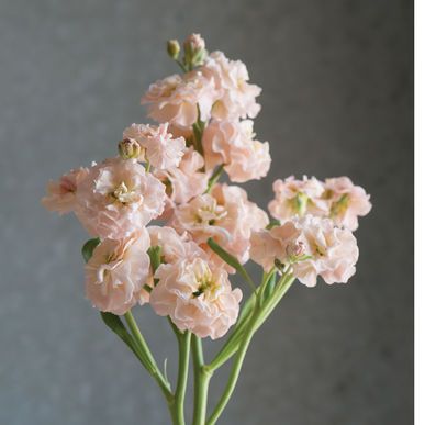 Matthiola Incana, Stock Flower, Flower Guide, Plant Spacing, Blush Flowers, Flower Farm, Types Of Flowers, Types Of Plants, Flower Images