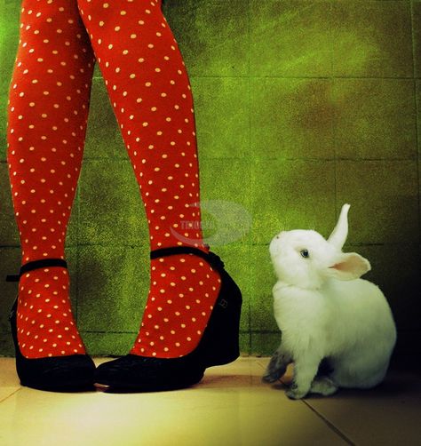 Two of my favourite things !! red and white spots and bunnies!! Shin Nana, Somebunny Loves You, Polka Dot Tights, I'm With The Band, Foto Art, Red Polka Dot, 가을 패션, White Rabbit, Girly Things