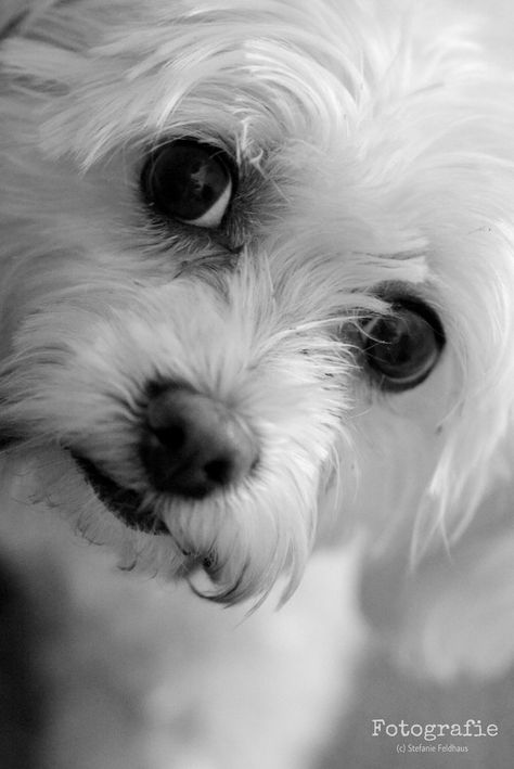 Sweet begging look by Stefanie Feldhaus on 500px Farm Animal Paintings, Dog Foto, Milan Duomo, Puppy Photography, Maltipoo Puppy, Bichon Frise Dogs, Cute Dog Pictures, Maltese Puppy, Maltese Dogs