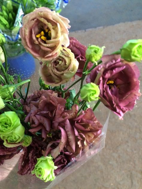 Brown lisianthus Vanda Orchids, Brown Flowers, Mauve Color, Cut Flower Garden, Queen Annes Lace, Blush Bride, Queen Anne, Cut Flowers, All The Colors