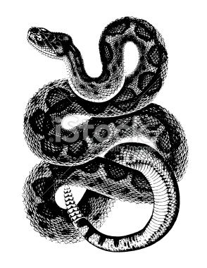 Love this rattlesnake Hermetic Illustration, Rattlesnake Tattoo, Indian Cobra, Snake Coiled, Collage Supplies, Snake Illustration, Snake Drawing, Scale Tattoo, Pyrography Patterns