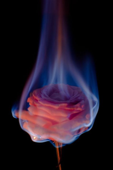 #wattpad #random self explanatory - wattpad themes Rose On Fire, Burning Flowers, الكوارث الطبيعية, Fire Flower, Tumblr Art, Foto Tips, Trik Fotografi, Tumblr Wallpaper, Rose Wallpaper