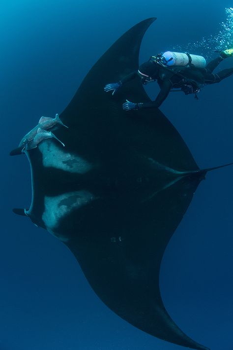 Underwater view of diver touching giant pacific manta ray, Revillagigedo Islands, Colima, Mexico Giant Oceanic Manta Ray, Giant Manta Ray, Ocean Creatures Art, Giant Manta, Manta Rays, Beautiful Sea Creatures, Marine Biologist, Water Life, Ocean Vibes