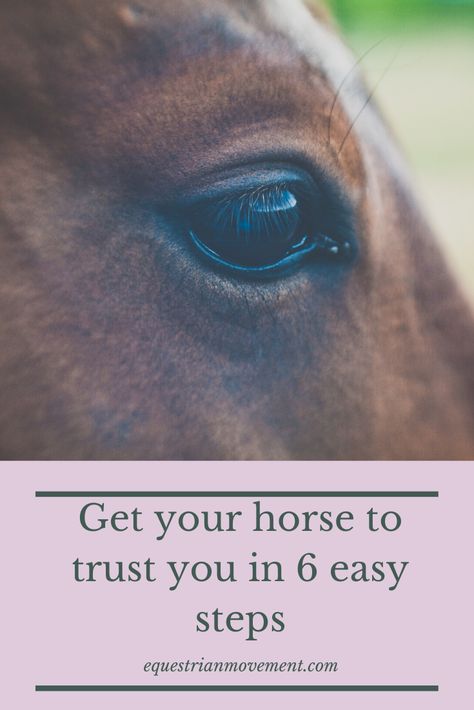 How To Get A Horse To Trust You, Leasing Horses, Horse Training Exercises, Horse Farm Ideas, Horse Behavior, Horseback Riding Tips, Horse Lessons, Horse Information, Riding Tips