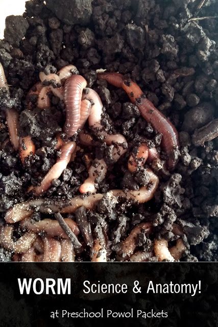 Worm Anatomy Science for Preschoolers! | Preschool Powol Packets Worms Preschool, Worm Science, Worm Farms, Dark Homes, Red Wigglers, Insects Preschool, Worm Composting, Worm Farm, Earthworms