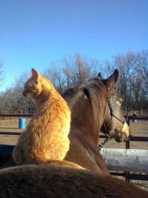 Horses And Cats, Ducks Cute, Cat And Horse, Puppy Care Tips, Cute Ducks, Dog Remedies, Cute Horse Pictures, Dog Health Tips, Dog Essentials