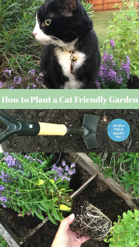 Non Toxic Outdoor Plants For Cats, Outdoor Cat Garden Ideas, Plants Cats Love, Cat Herb Garden, Cat Friendly Outdoor Plants, Cat Friendly Patio, Cat Friendly Garden Ideas, Cat Friendly Backyard, Garden For Cats