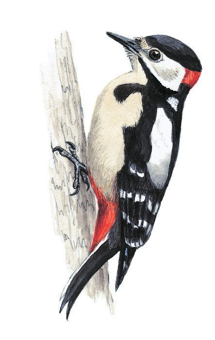 Woodpecker Pictures, Great Spotted Woodpecker, Spotted Woodpecker, Bird Watercolor Paintings, Bird Sketch, Bird Quilt, Diy Watercolor Painting, Bird Artwork, 수채화 그림