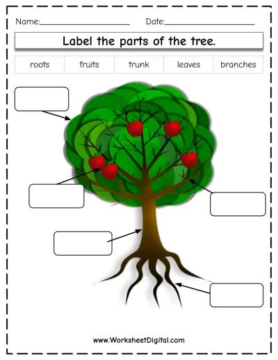 Parts Of A Tree Worksheet, Free Preschool Printables Alphabet, Parts Of A Tree, Science Grade 1, Parts Of A Seed, Tree Worksheet, Tree Parts, States Of Matter Worksheet, Apple Life Cycle