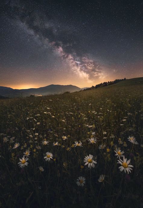 Summer Night Sky Aesthetic, Summer Night Aesthetic Wallpaper, Summer Nights Aesthetic Wallpaper, Night Time Landscape, Cottagecore Night, Summer Night Sky, Flowers At Night, Magical Night Sky, Dark Summer