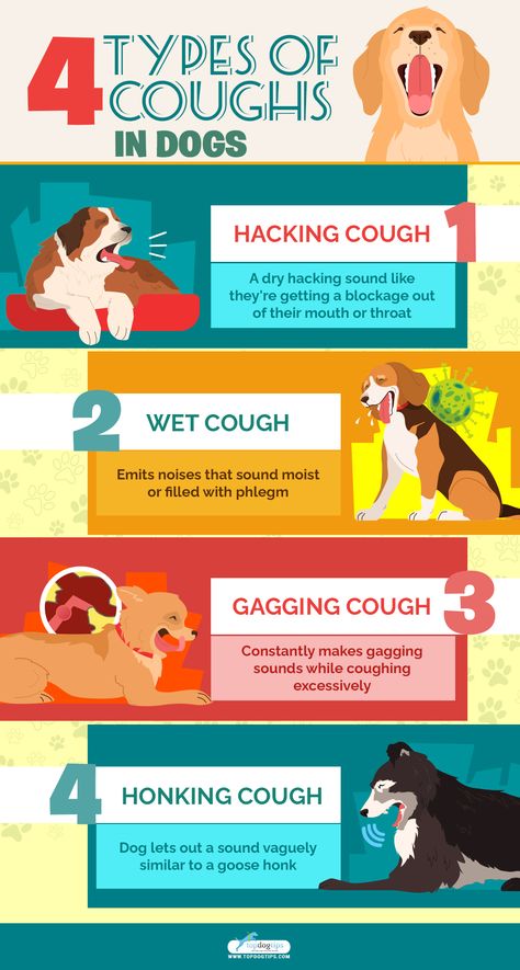 Dog Coughing and Gagging? This Is What It Means and What You Do Dog Coughing And Gagging, Dog Coughing, How To Stop Coughing, Dog Medicine, Dog Remedies, Cold And Cough Remedies, Dog Health Tips, What Dogs, Cough Remedies