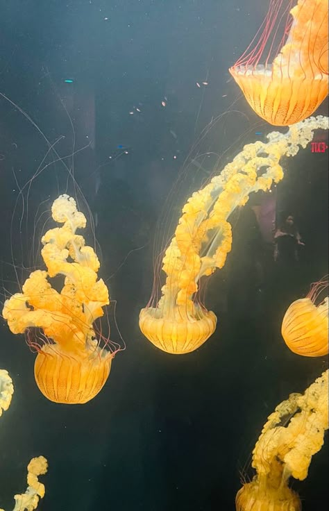 Yellow Jellyfish Aesthetic, Jelly Fish Photography, Pretty Jellyfish, Gold Jellyfish, Yellow Jellyfish, Jellyfish Astetic, Jellyfish Pictures, Sea Jellies, Princess Jellyfish