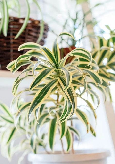 Chlorophytum Plant, Spider Plant Indoor, Spider Plant Care, Airplane Plant, Chlorophytum Comosum, Ribbon Plant, Lamp Inspiration, Plant Wishlist, Types Of Grass