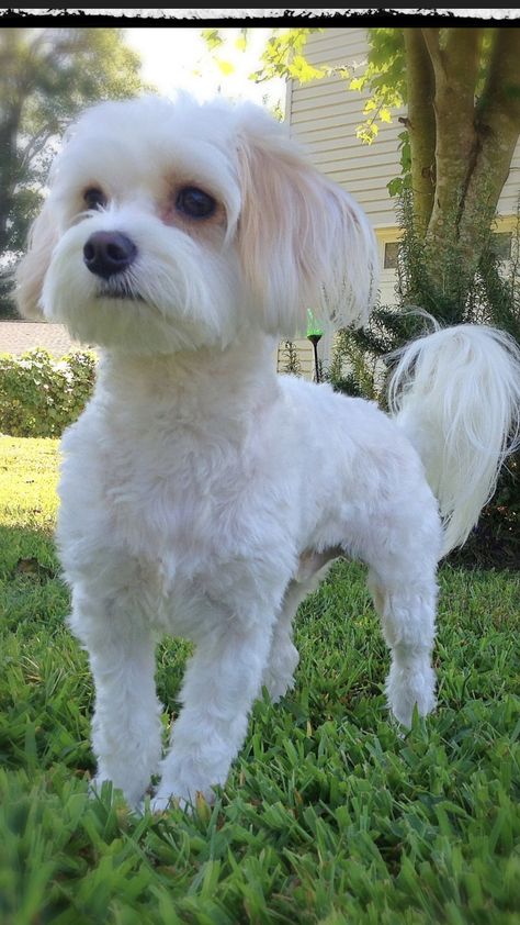 Maltese Dogs Haircuts, Toy Poodle Haircut, Shichon Puppies, Cavachon Dog, Maltipoo Dog, Dog Grooming Styles, Maltese Poodle, Puppy Grooming, Dog Haircuts