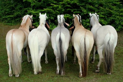 Colours of Fjords - Imgur Unusual Horse, Fjord Horse, Cai Sălbatici, Rasy Koni, Majestic Horse, All The Pretty Horses, Horse Crazy, Draft Horses, Cute Horses