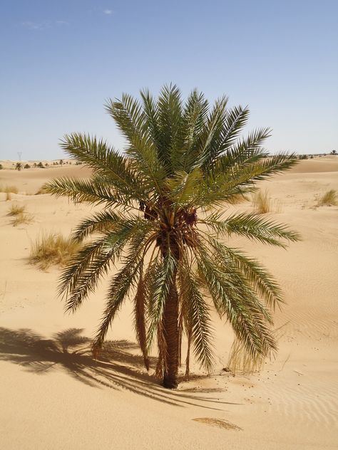 Liwa Oasis, Desert Palm, Desert Sahara, Desert Land, Date Palm, Desert Photography, Hd Nature Wallpapers, Desert Life, Photo Art Frame