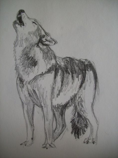 Drawing Sketches Tattoo, Wolf Howling Drawing, I Found Someone, Unfinished Art, Husky Drawing, Sketches Tattoo, Wolf Sketch, Eagle Drawing, Wolf Painting