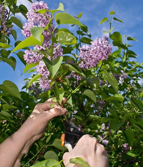 sure Prune Lilac Bush, Common Lilac, Lilac Plant, Wilted Flowers, Lilac Bush, Purple Flowers Garden, Bush Garden, Lilac Bushes, Lilac Tree