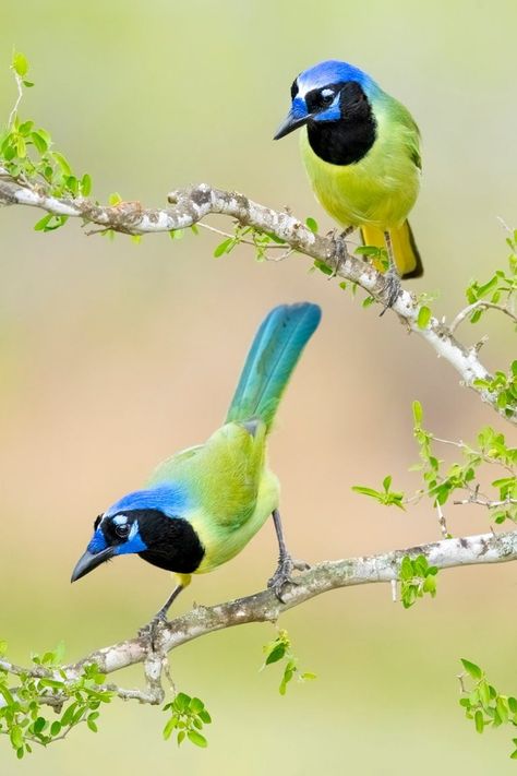 Meet the Gorgeous Green Jay, a Tropical Wonder - Birds and Blooms Victoria Secret Wallpaper, Tropical Animals, Brown Bird, Jay Bird, Bird Silhouette, Bird Tree, Bird Pictures, Tropical Birds, Bible Verse Wallpaper