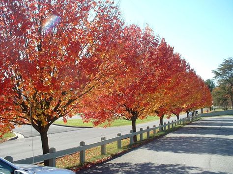 Brachychiton Rupestris, Eucalyptus Camaldulensis, Bradford Pear Tree, Flowering Pear Tree, Cupressus Sempervirens, Tree Plan, Big Board, Pear Trees, Pear Tree