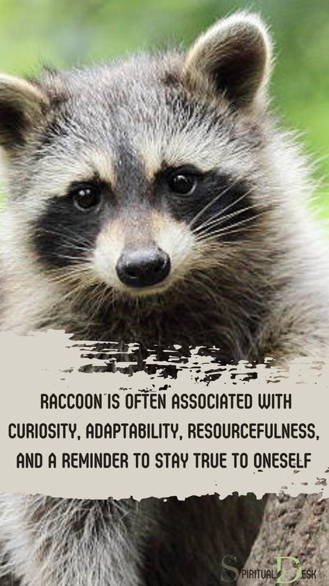 The spiritual meaning of seeing a Raccoon is often associated with curiosity, adaptability, resourcefulness, and a reminder to stay true to oneself. Raccoons are considered to be spirit animals and messengers, providing guidance and lessons that can help us navigate our lives. #navigate #help #provide #providing #considered #stay #life #lesson Raccoon Spirit Animal, Raccoon Spiritual Meaning, Raccoon Symbolism, Universe Knowledge, Spiritual Animals, Angels Numbers, Totem Animals, Night Meaning, Spiritual Animal