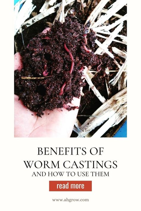 If you’ve been gardening for some time you would know that earthworms are beneficial to the garden. Many gardeners (myself included) use composting earthworms to turn our food and yard waste into worm castings. We have also learned how to use worm casings in the garden. Over time, the benefits of worm castings are becoming more well-known. If you are new to worm farming or don’t yet know how to use worm castings we go through it in detail in this post. Worm Farming, Sustainable Homestead, Worm Castings, Homestead Ideas, Worm Composting, Live Bait, Yard Waste, Earthworms, Composting