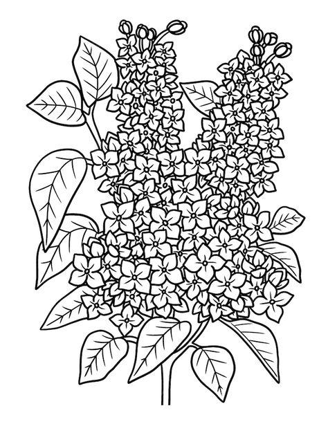 Premium Vector | Lilac flower coloring page for adults Printable Flower Coloring Pages, Coloring Page For Adults, Adult Colouring Pages, Free Adult Coloring Pages, Fall Coloring Pages, Printable Coloring Sheets, Flower Printable, Lilac Flowers, Flower Coloring Pages