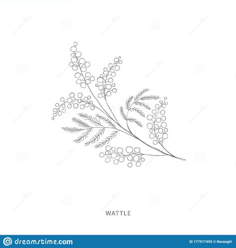 River Song Costume, Wattle Flower, River Songs, Flowers Tattoos, Botanical Logo, Nature Logo, Inspo Pics, Logo Illustration, Flower Plant