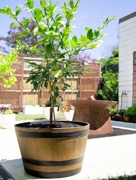 8 Best Lemon Tree Varieties for Containers | Balcony Garden Web Small Lemon Tree, Eureka Lemon Tree, Lemon Tree Potted, Child Friendly Garden, Eureka Lemon, How To Grow Lemon, Plants Pots, Citrus Aurantifolia, Citrus Fragrance