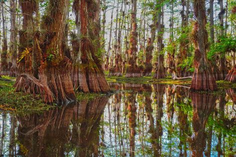 Epiphytic Plants, Cypress Swamp, Octopus Tattoos, Everglades National Park, Cypress Trees, Tall Trees, Tree Trunks, Growing Tree, Small Trees