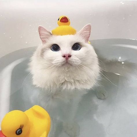 Cat & Rubber Duck White Cat, Ducks, White