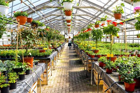 How To Start A Garden Center? - Coastal Steel Structures Start A Garden, Flower Business, Starting A Garden, Garden Nursery, Better Homes And Garden, Gardening Advice, Backyard Inspo, Buy Plants, Community Gardening