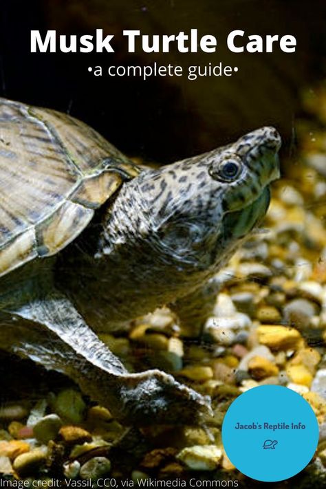 A complete guide about musk turtle care including tank setup, filtration, and lighting. Mud Turtle Tank Setup, Musk Turtle Tank, Turtle Tank Setup, Mexican Giant Musk Turtle, Musk Turtle, Turtle Care, European Pond Turtle, Cool Fish Tanks, Bone Diseases