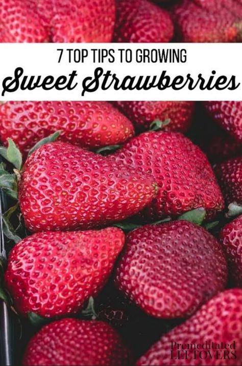 Planning Garden, Strawberry Garden, Healthy Strawberry, Organic Vegetable Garden, Growing Strawberries, Strawberry Plants, Veg Garden, Home Vegetable Garden, Organic Gardening Tips