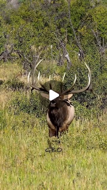 Good Bull Guided Tours on Instagram: "Coming in at #4 with 8.6 million views. www.GoodBullGuided.com #photography #wildlife #nature #colorado #reel #elk #bullelk #wapiti #elkrut" Nature Reels, Wild Life Videos, Elk Pictures, Elk Photo, Heart Pumping, Bull Elk, Photography Wildlife, Hunting Life, Dancer Workout