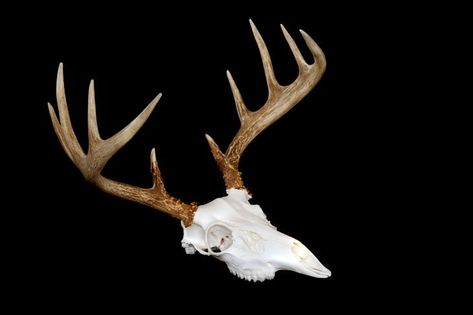 Euro Mount, Hunting Recipes, Euro Mounts, Deer Skull Mount, Hunting Supplies, Deer Mounts, Wide Open Spaces, Deer Skull, Deer Skulls