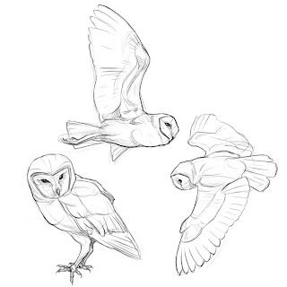 Owl Drawing Simple, Barn Owl Drawing, Barn Owl Tattoo, Barn Owl Art, Fly Drawing, Owl Sketch, Owl Drawing, Owl Wings, Nature Sketch