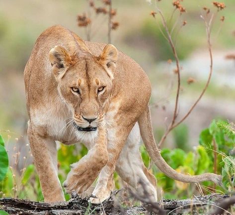 Female Lion, Lion Head Tattoos, Lion Photography, Lions Photos, Lion Drawing, Lion Love, Cat Reference, Animal Study, African Lion